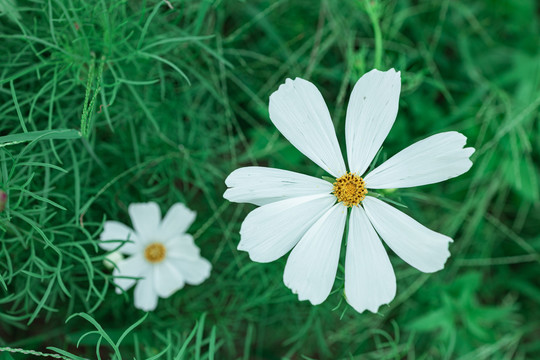 白色格桑花