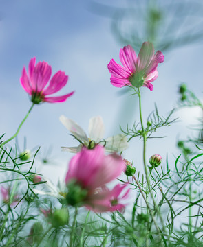 格桑花