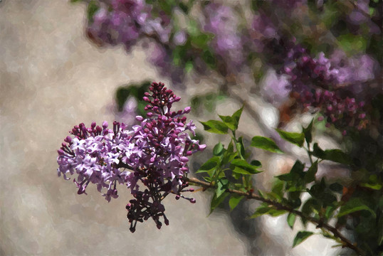 丁香花装饰画