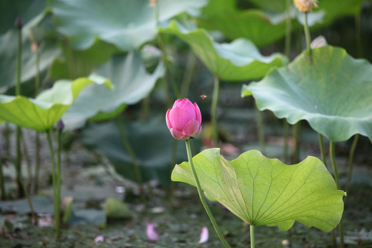 荷花