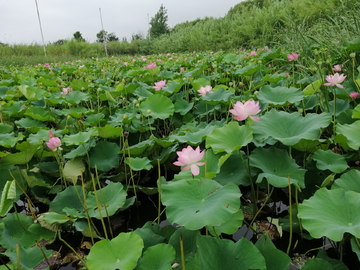 夏日荷花