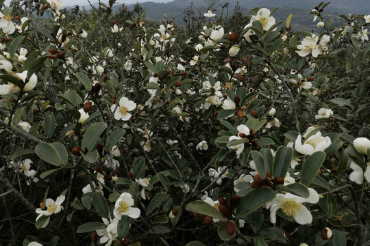 野山茶花