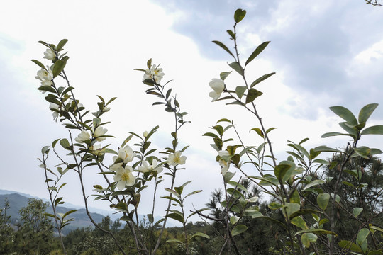 野山茶花