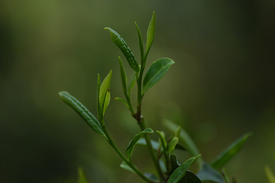 野生古树茶