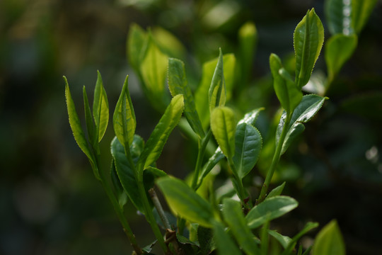 野生古树茶