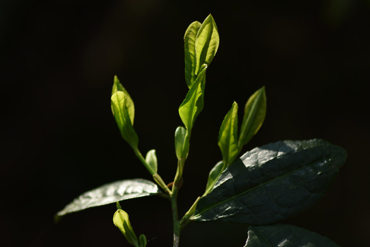 野生古树茶