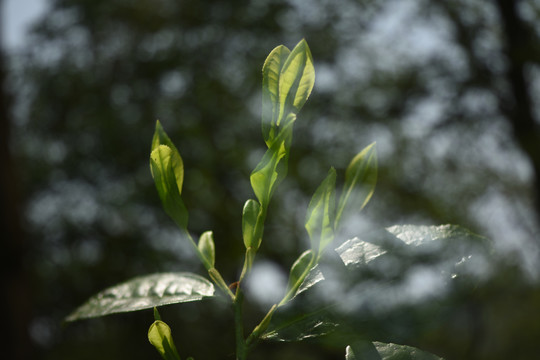 野生古树茶