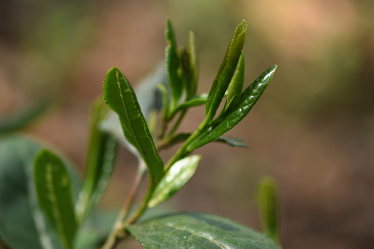 野生古树茶