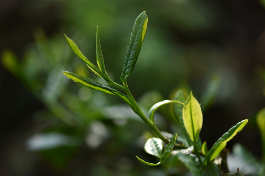 野生古树茶