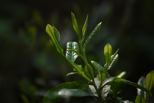 野生古树茶