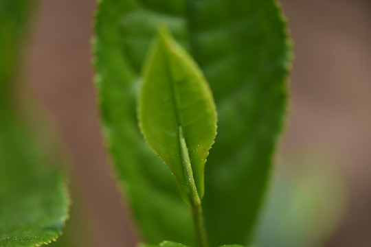 野生古树茶