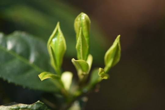 野生古树茶