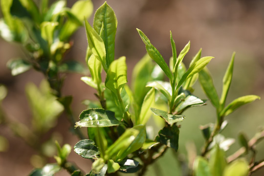 野生古树茶