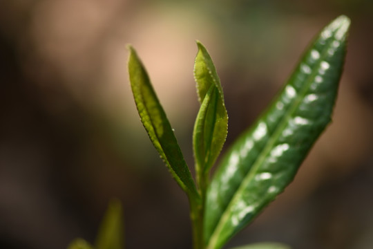 野生古树茶