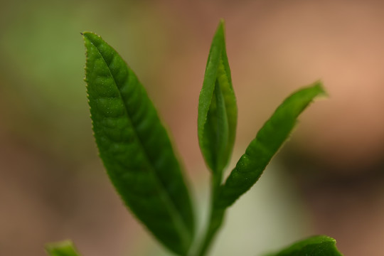 野生古树茶