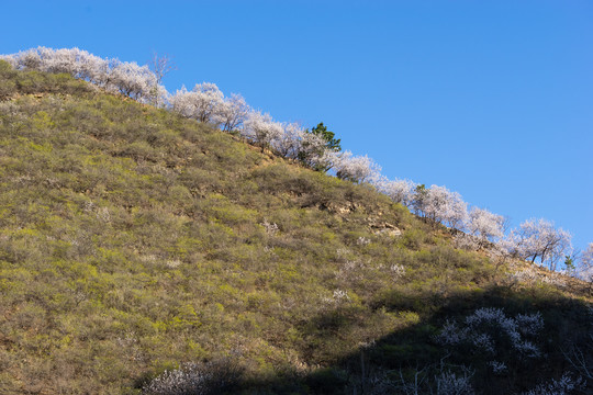 长城花季