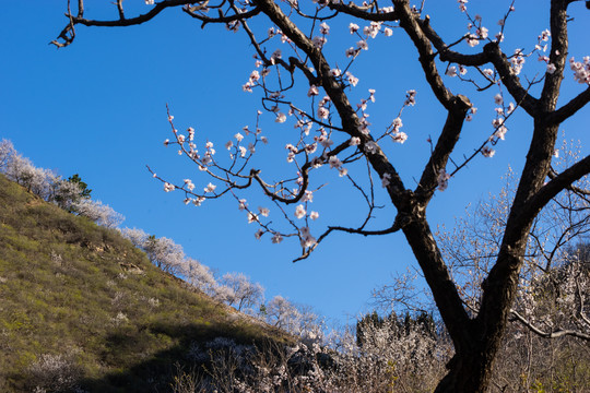 长城花季