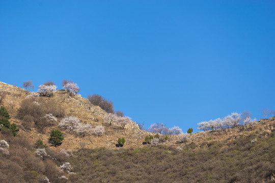 长城花季