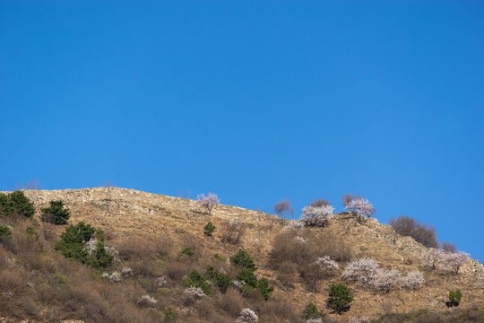 长城花季