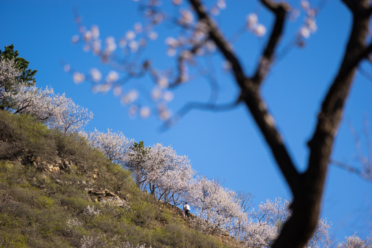 长城花季