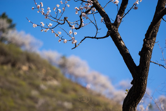 长城花季