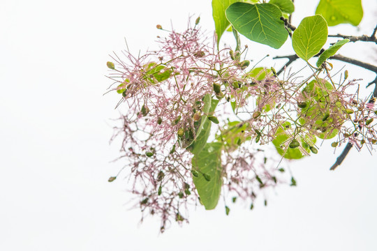 开花期的黄栌树