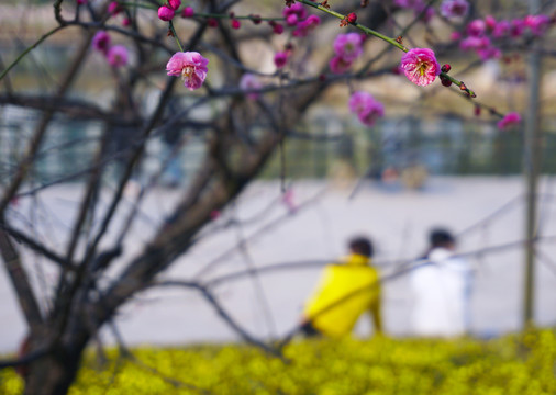 春花中的游人