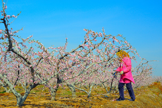 农民种桃树