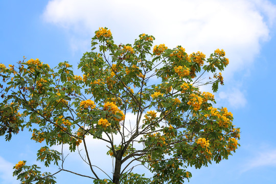 黄花风铃树