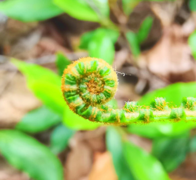 蕨芽