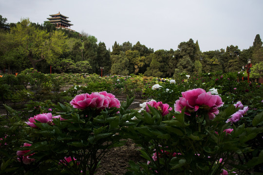 景山公园牡丹花