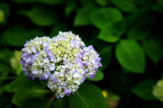 绣球花