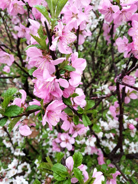 初春盛开的粉色樱花