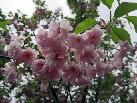 雨中的日本晚樱花