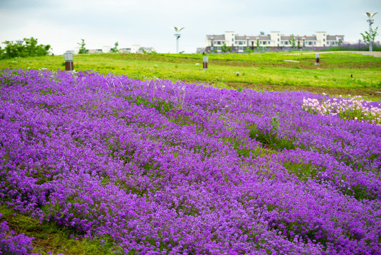 唯美花海