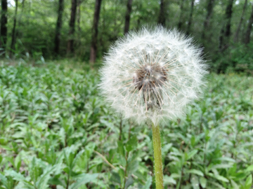 野花蒲公英