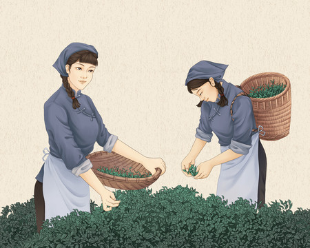 傳統(tǒng)茶藝制茶工藝工序插畫采茶