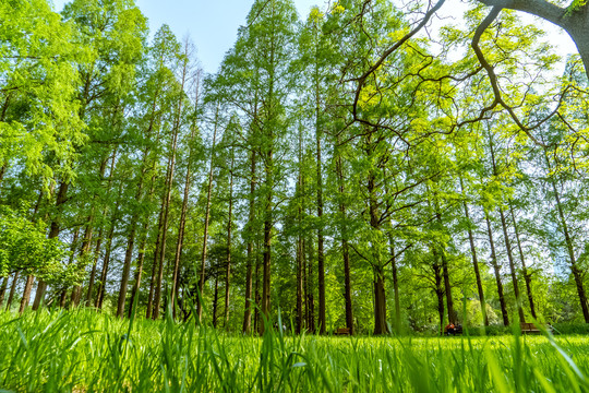 阳光丛林树林植物绿色环境空景