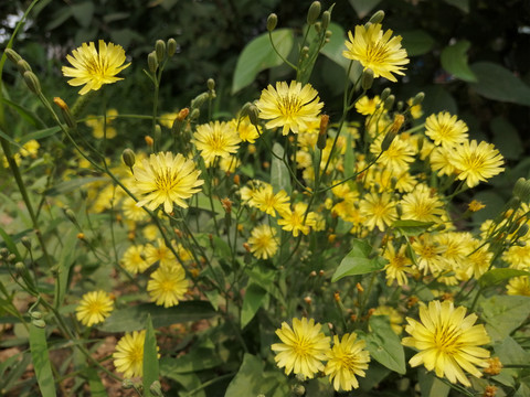 黄色小野菊花