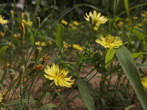 黄色小野菊花