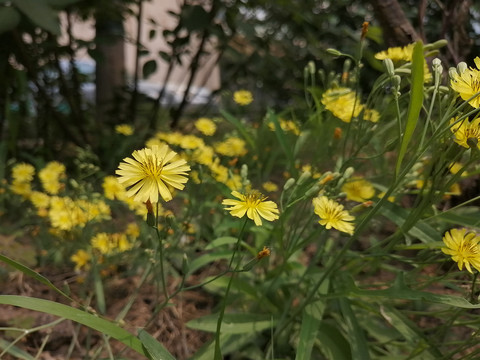 黄色小野菊花