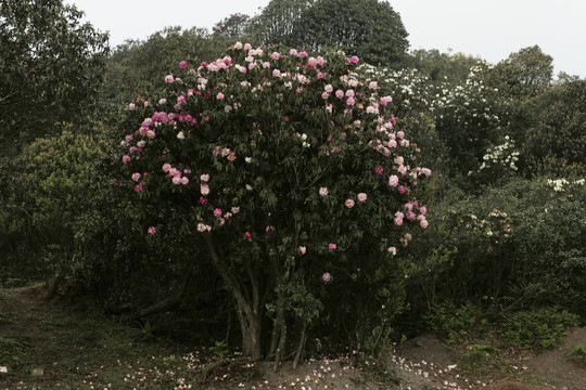 菌子山杜鹃花