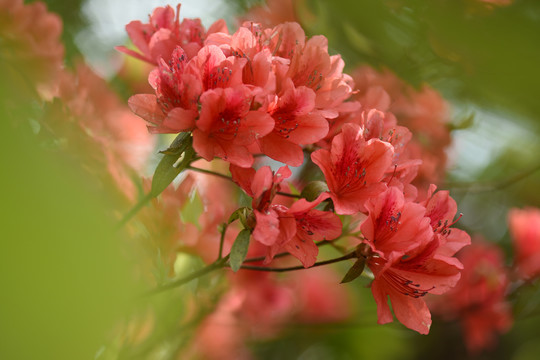 菌子山杜鹃花