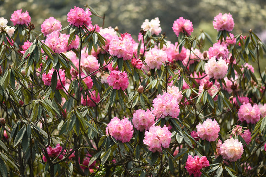 菌子山杜鹃花