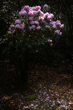 菌子山杜鹃花