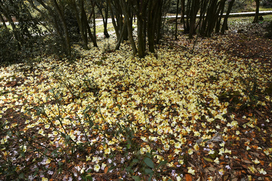 菌子山杜鹃花