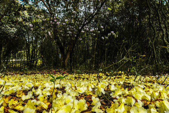 菌子山杜鹃花