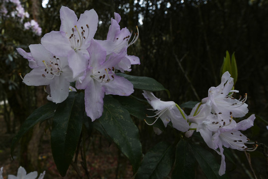 菌子山杜鹃花