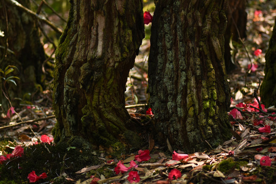 菌子山杜鹃花