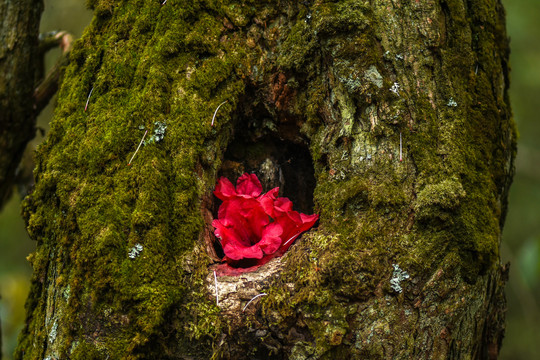 菌子山杜鹃花